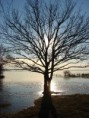 /album/le-lac-de-grandlieu/a7-janvier-2009-157-jpg2/